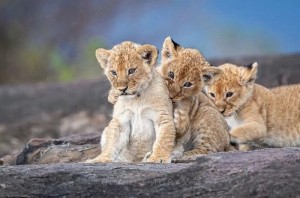 Создать мем: маленькие львы, животные детеныши, маленький львенок