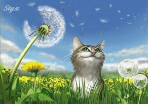 Create meme: postcards summer, dandelion, Cat