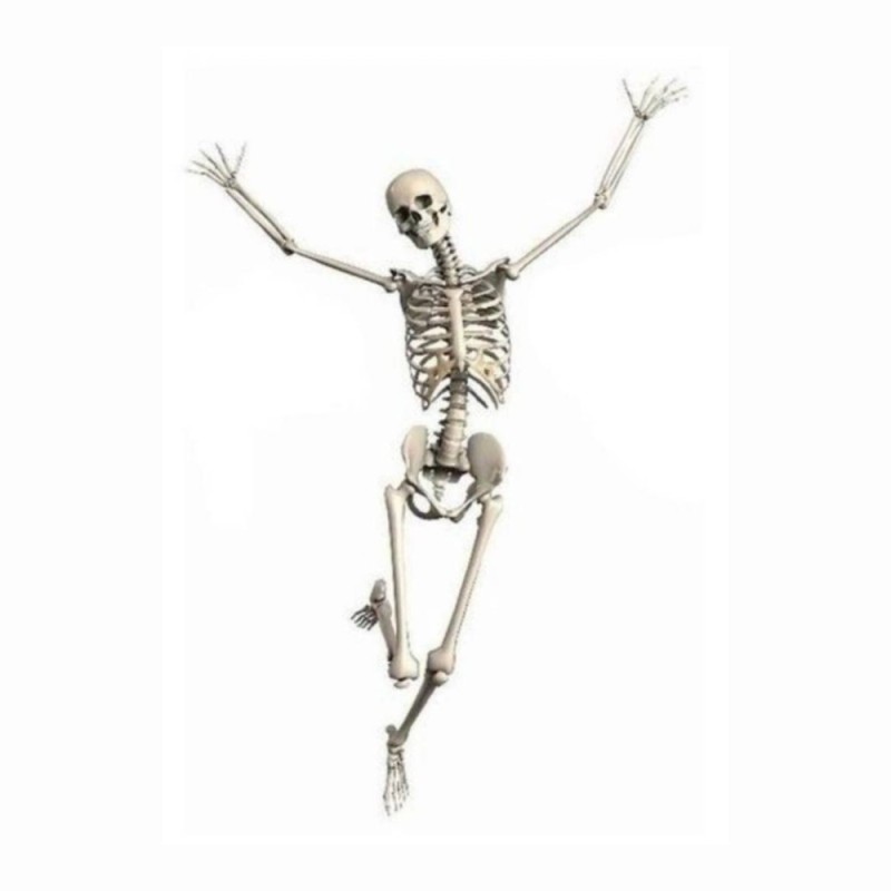 Создать мем: скелет с поднятыми руками, скелет женский, скелет человеческий