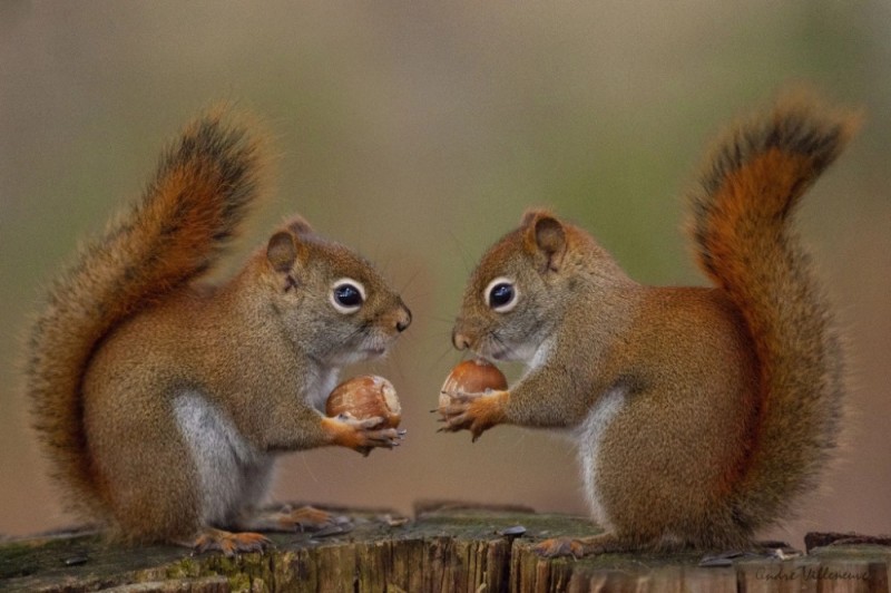 Create meme: red squirrel, squirrel forest, female squirrel
