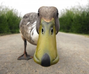Create meme: duck, anatidaephobia, duck
