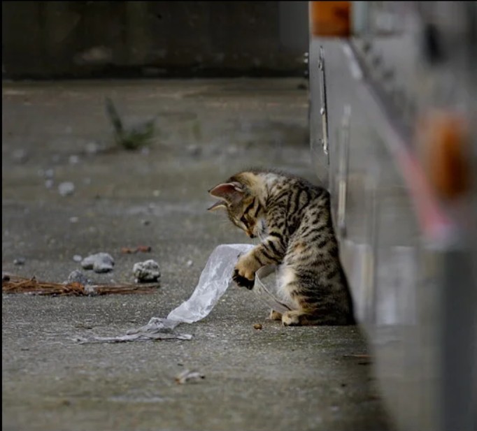Кидать кошку. Брошенный котенок. Бездомные котята. Бездомный кот. Котеррк брошенный на улице.