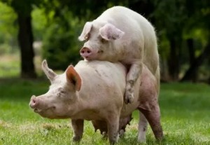 Create meme: mating pigs, pig, mating pigs