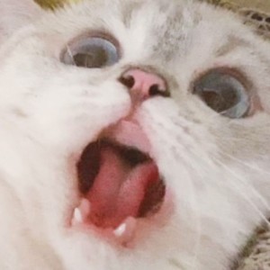 Создать мем: зевающий котик белый, Кошка, кот