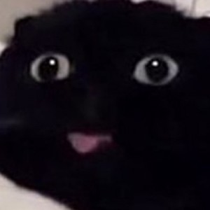 Создать мем: милые котики, кошки, черный кот с языком