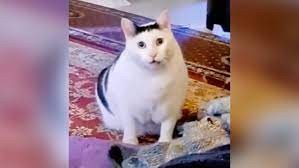 Create meme: fat cat meme, cat , the cat from memes white meows