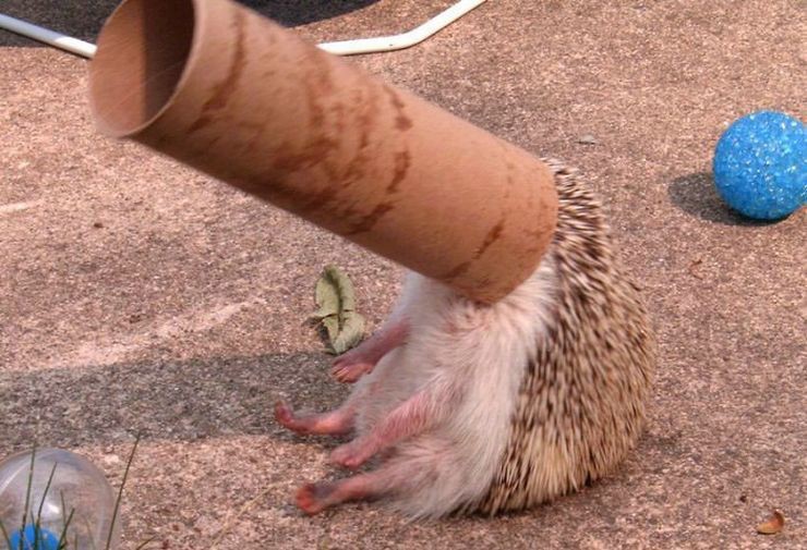 Create meme: Hedgehog in the pipe, stoned hedgehog, hedgehog with a pipe