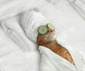 Create meme: cat, cat relax, cats in Spa