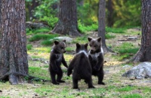 Create meme: funny bears, bear, bear cub