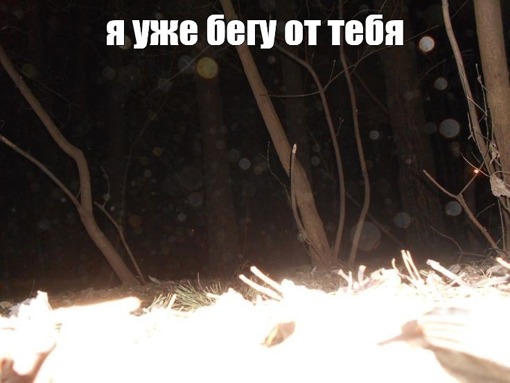 Create meme: darkness, nature forest , wildlife 