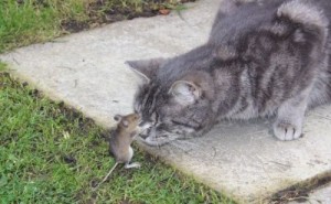 Create meme: cat and mouse photo, cat and mouse, Friendship of cat and mouse