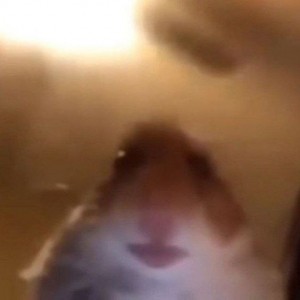 Create meme: the hamster looks into the camera 10 hours, hamster meme, the hamster in the chamber