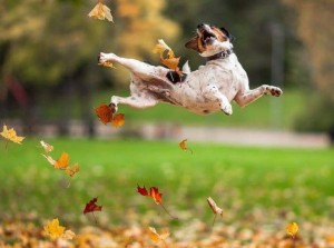 Create meme: autumn moulting in dogs, I love autumn, mood