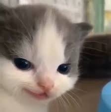 Create meme: cat , kitten meme, crying kitten