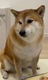 Create meme: Akita inu , shiba inu dog, shiba inu puppy
