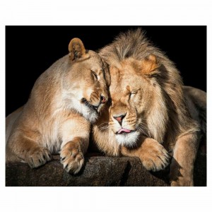 Create meme: lions kiss photo, lions cuddling, picture lion and lioness my lion