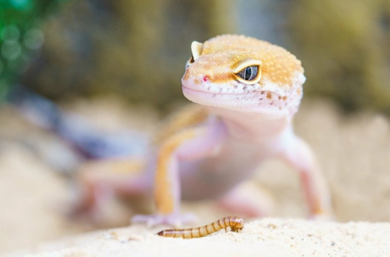 Create meme: lizard gecko eublefar, the eublefar gecko is small, Gecko ablefor