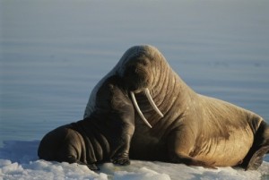 Создать мем: арктика, мем морж, walrus