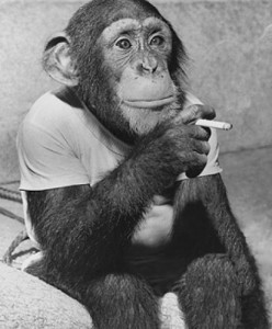 Создать мем: funny monkey, chimp, курящая обезьяна