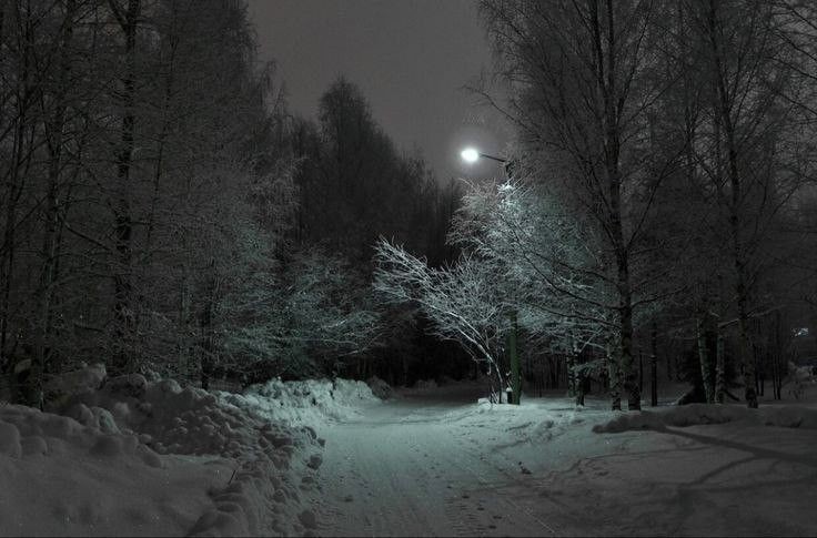 Create meme: forest in winter at night, night winter, winter night