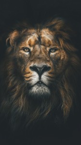 Create meme: Leo, lion face