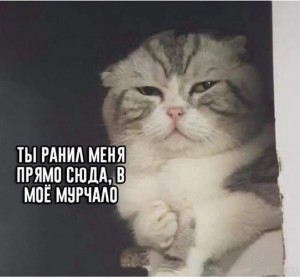 Создать мем: кот грустный, Кошка, кот
