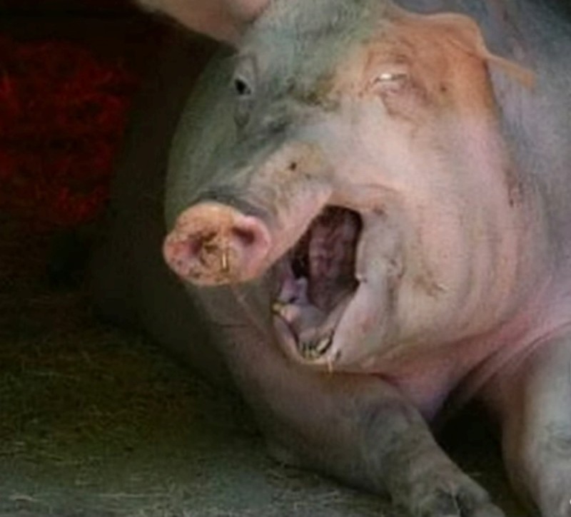 Create meme: big pig, funny pigs, oink oink 