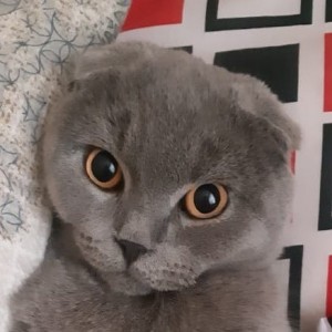 Create meme: Scottish fold, photo ash fold cats, British lop-eared cat