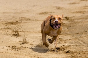 Create meme: pit bull, running dog, American pit bull Terrier