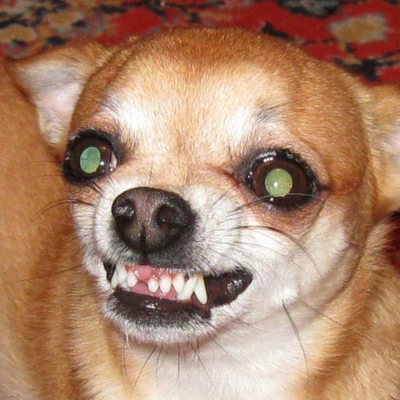 Create meme: evil Chihuahua , The Chihuahua dog is evil, chihuahua hua is evil