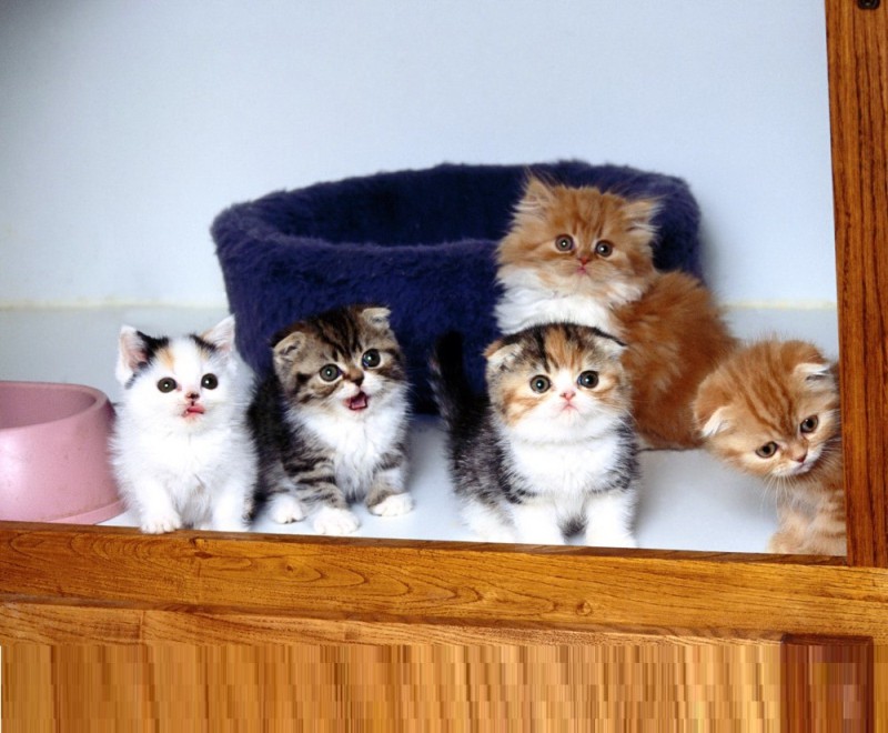 Create meme: fluffy kitten, adorable kittens, different breeds of kittens