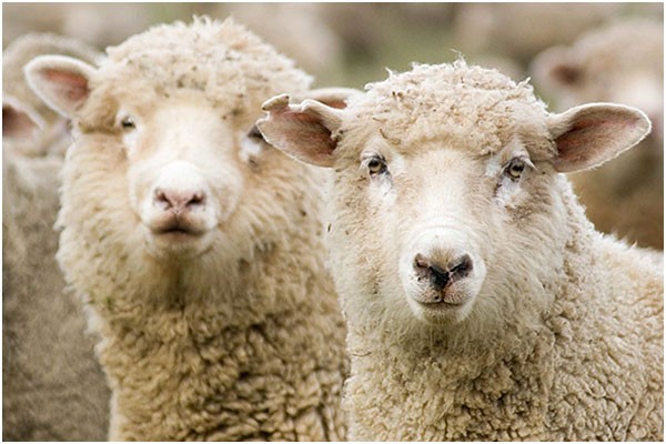 Create meme: dolly the sheep, sheep , ram and sheep