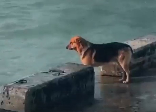 Create meme: dog at sea, a dog in Sochi looks at the sea, dog 