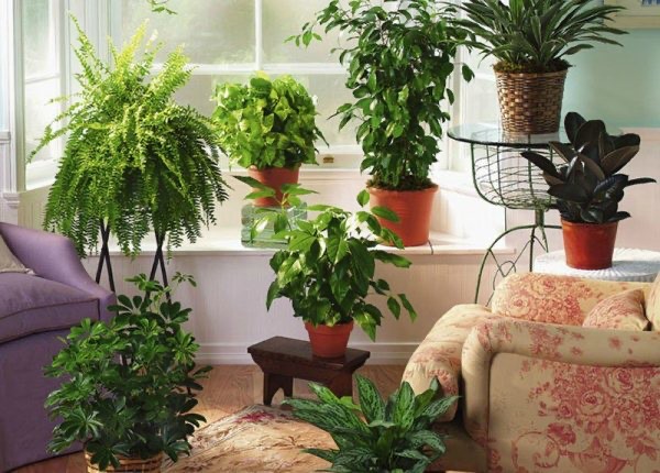 Создать мем: комнатные растения в интерьере, цветы в квартире, неприхотливые комнатные растения