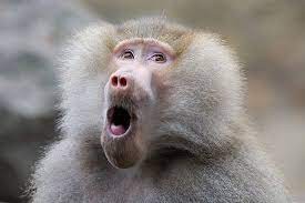 Создать мем: кринжовые обезьяны бабуины, крик бабуина, бабуин обезьяна