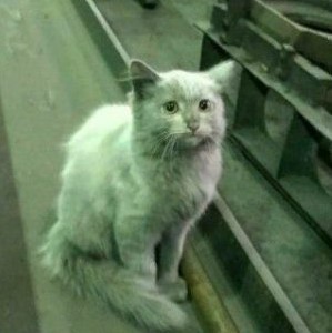 Create meme: cat , cat, a cat at the factory