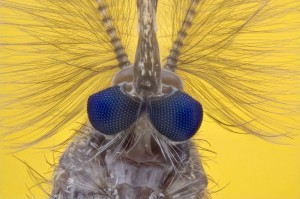 Создать мем: скарамуш, муха под микроскопом, хоботок комара под микроскопом