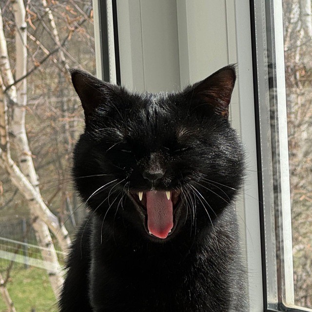 Create meme: angry black cat, the screaming cat, cat 