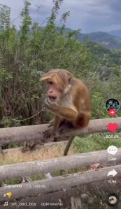 Create meme: monkey, macaque monkey, monkey