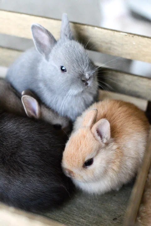 Создать мем: животные кролики, самые милые кролики, карликовый кролик