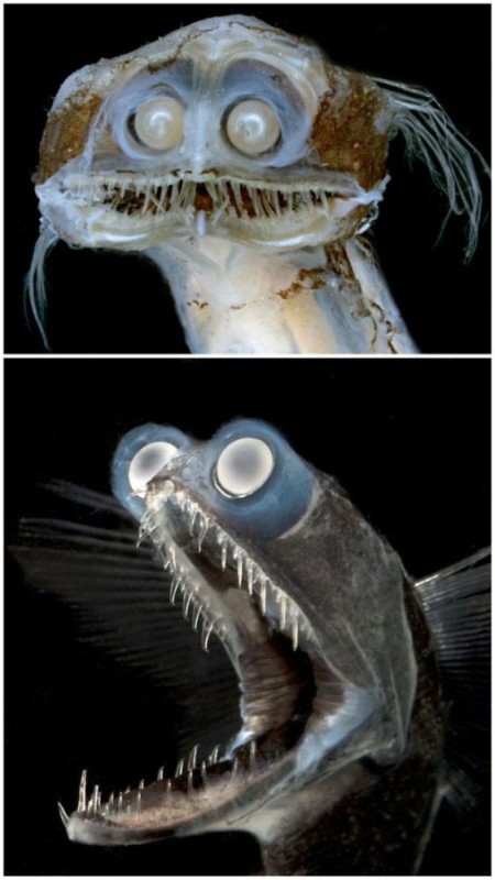 Создать мем: страшные рыбы, глубоководные существа, морской черт удильщик