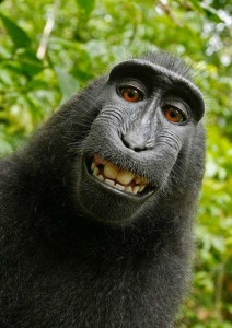 Create meme: funny monkey, monkey photo funny, the monkey is smiling