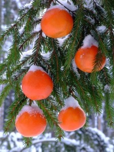 Создать мем: мандарины новый год, мандарины зимой, елка с апельсинами