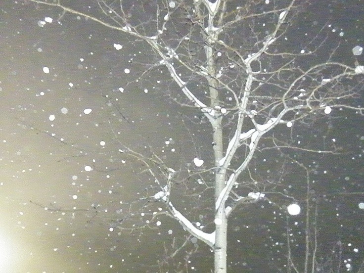 Create meme: snow , snow winter, creepy birch tree in winter at night