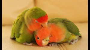 Create meme: lovebird, parrots, parrots lovebird