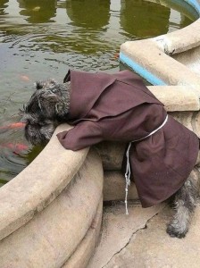 Создать мем: бездомный пёс, собака под монаха, собачка монах