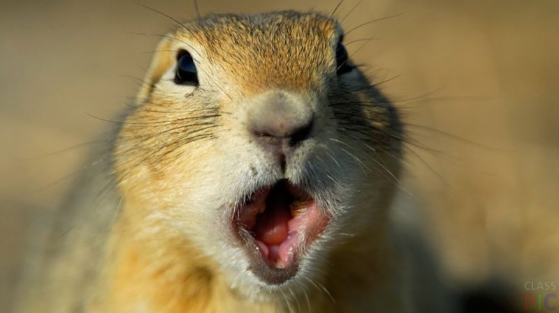 Create meme: gopher , squirrels funny, animal gopher