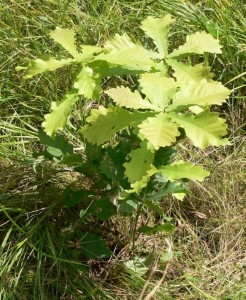 Создать мем: дуб черешчатый сеянец, дуб зубчатый quercus dentata, дуб обыкновенный