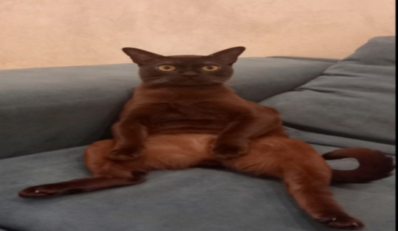 Создать мем: бурманская кошка европейская, кот породы бурма, кошка