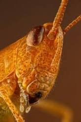 Create meme: insect, The red-haired grasshopper, macro insects